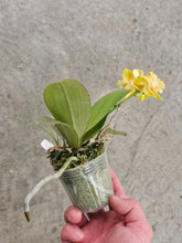 Načíst obrázek do prohlížeče Galerie, Phal. Anmio Yellow Bat 🦇 64 aroma
