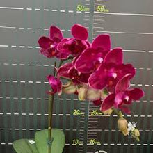 Lade das Bild in den Galerie-Viewer, Phal. NCK Wine Delight silver leaf aroma
