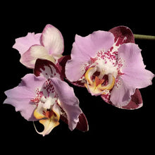 Načíst obrázek do prohlížeče Galerie, Phalaenopsis Fangmei Black Piano Exclusiv
