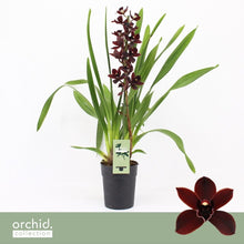 Lade das Bild in den Galerie-Viewer, 3 Cymbidium Black bundle
