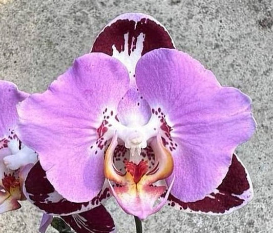 Phalaenopsis Fangmei Black Piano (5098)