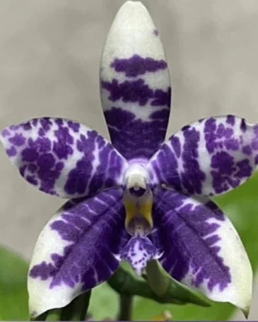 Phal. Lioulin Blue Parrot x Lioulin Blue Parrot KM3441 Voňavá