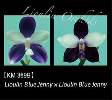 Načíst obrázek do prohlížeče Galerie, Phal. Lioulin Blue Jenny X Lioulin Blue Jenny KM3699
