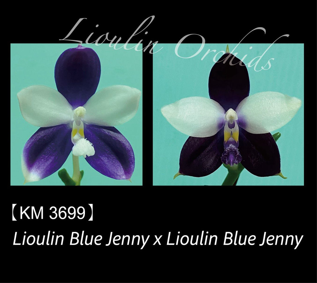 Phal. Lioulin Blue Jenny X Lioulin Blue Jenny KM3699