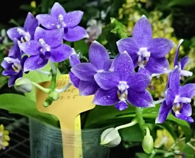 Phal. Lioulin Blue Star Voňavá