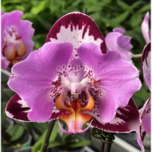 Načíst obrázek do prohlížeče Galerie, Phalaenopsis Fangmei Black Piano Exclusiv

