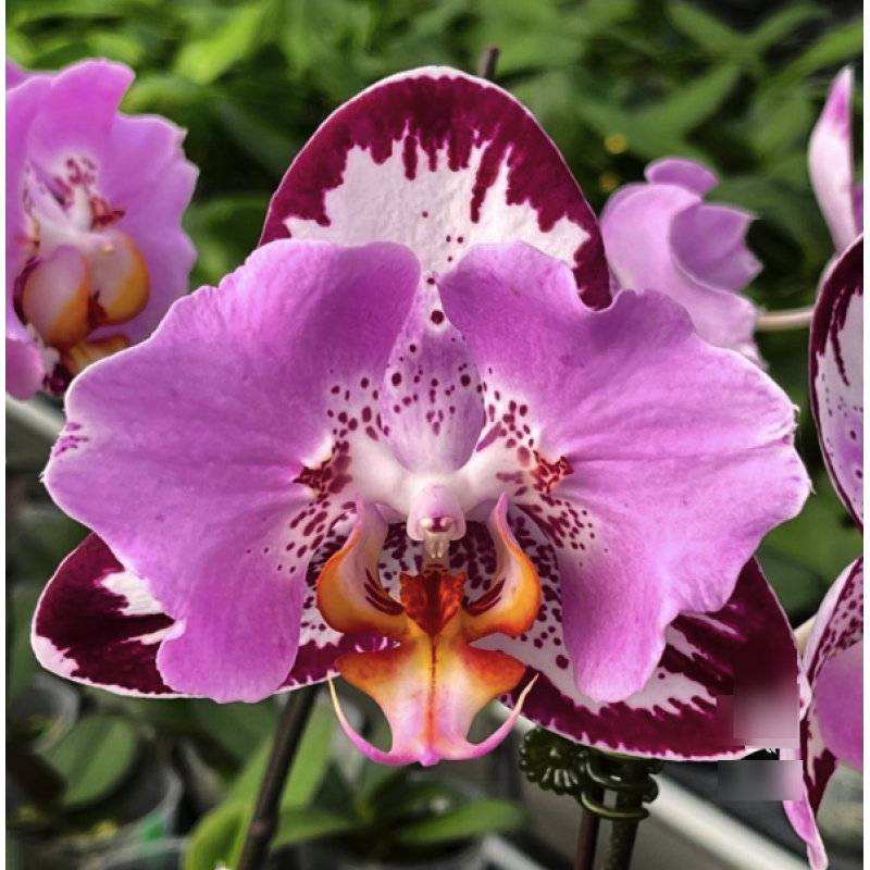 Phalaenopsis Fangmei Black Piano Exclusiv