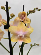 Načíst obrázek do prohlížeče Galerie, Phalaenopsis Buddha Lemon Voňavá
