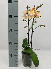 Načíst obrázek do prohlížeče Galerie, Phalaenopsis Buddha Lemon Voňavá
