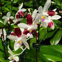 Načíst obrázek do prohlížeče Galerie, Phalaenopsis tetraspis &#39;C2&#39; - voňavá  NA OBJEDNÁVKU - DOSTUPNÉ V 2. POLOVINĚ DUBNA!!!
