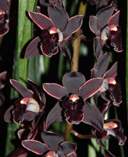 Lade das Bild in den Galerie-Viewer, 3 Cymbidium Black bundle
