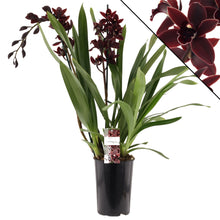 Lade das Bild in den Galerie-Viewer, Cymbidium Cali Night {Dark To Black} AUF BESTELLUNG – VERFÜGBAR NACH DEM 27.3.!!!
