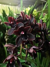 Lade das Bild in den Galerie-Viewer, 3 Cymbidium Black bundle
