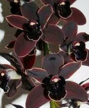 Lade das Bild in den Galerie-Viewer, 3 Cymbidium Black bundle
