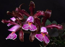 Načíst obrázek do prohlížeče Galerie, Cattleya schilleriana -  voňavá  {B45}
