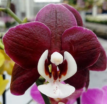 Načíst obrázek do prohlížeče Galerie, Phal. Kaoda Twinkle chocolate Aroma
