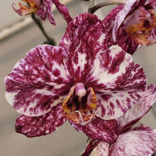 Načíst obrázek do prohlížeče Galerie, Phal. NCK Chocolate N75014
