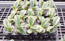 Lade das Bild in den Galerie-Viewer, Phalaenopsis Sogo Yenlin „Kaffee“ (Variegata) {B31}

