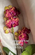 Načíst obrázek do prohlížeče Galerie, Phal. Fire Dreams Mini květináč
