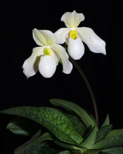 Načíst obrázek do prohlížeče Galerie, Paphiopedilum Deperle
