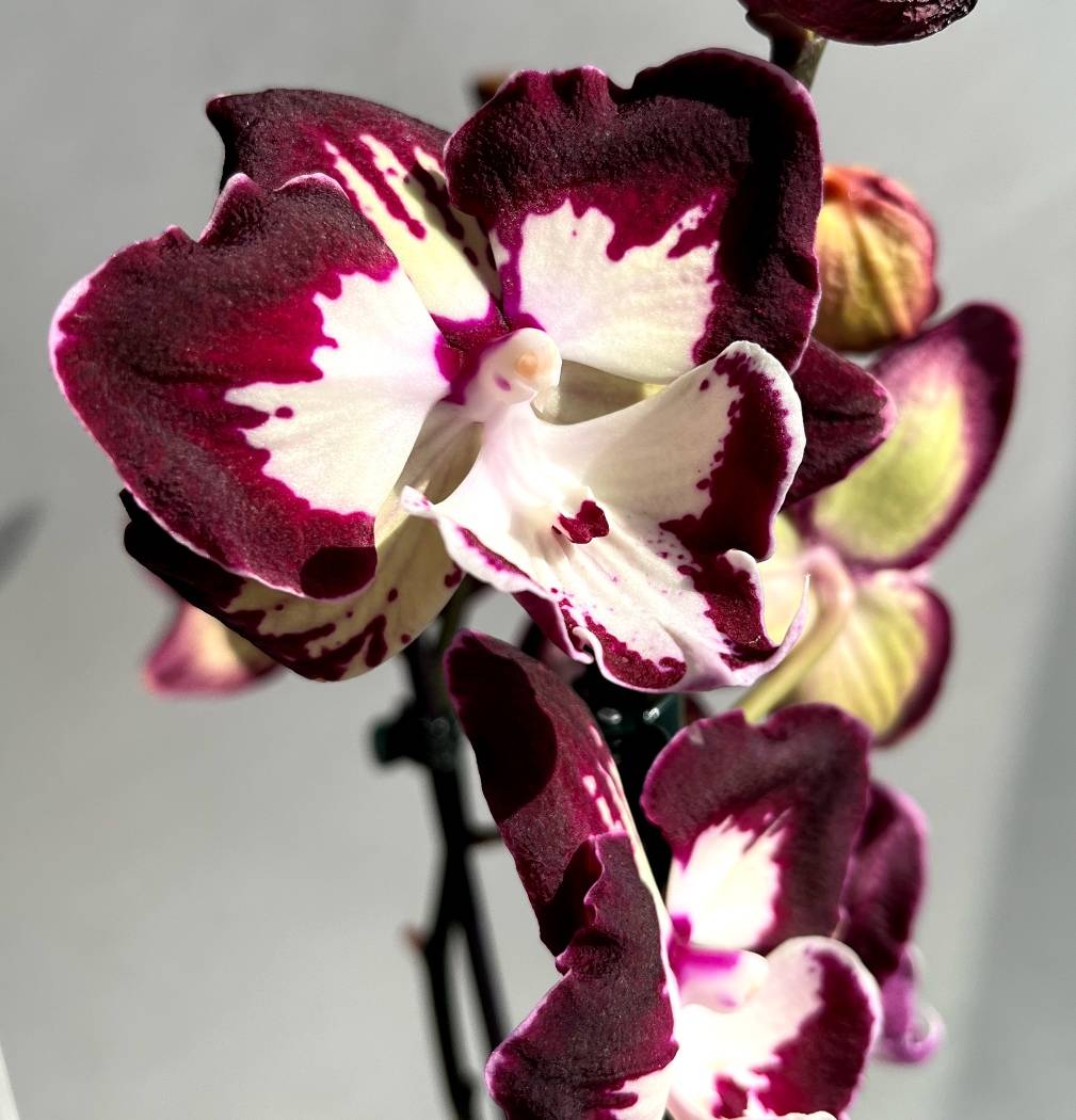 Phal. Darma N4909 Dharma