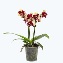 Načíst obrázek do prohlížeče Galerie, Phalaenopsis Donauwelle Limitka , Catania SLEVA
