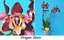 Načíst obrázek do prohlížeče Galerie, Phal. Dragon Stars - Peloric PF-5300
