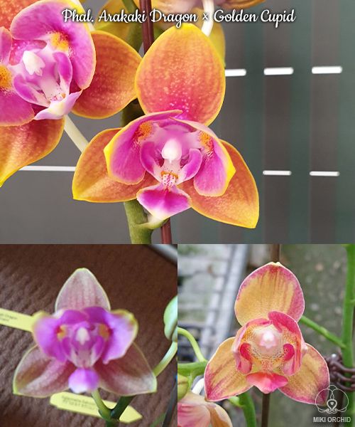 Phalaenopsis Arakaki Dragon × Golden Cupid - voňavá  (B51)