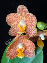 Lade das Bild in den Galerie-Viewer, Phalaenopsis Indian Summer AUF BESTELLUNG – VERFÜGBAR AB DEM 27.3.!!!
