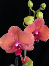 Načíst obrázek do prohlížeče Galerie, Phalaenopsis Surfsong
