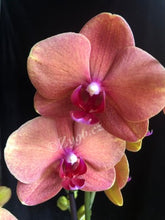 Načíst obrázek do prohlížeče Galerie, Phalaenopsis Surfsong
