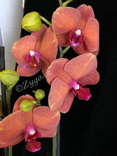 Načíst obrázek do prohlížeče Galerie, Phalaenopsis Surfsong
