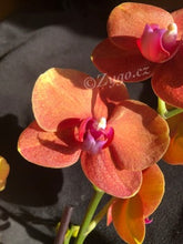 Načíst obrázek do prohlížeče Galerie, Phalaenopsis Surfsong

