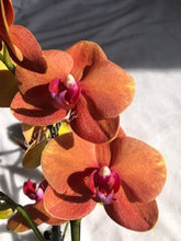 Načíst obrázek do prohlížeče Galerie, Phalaenopsis Surfsong
