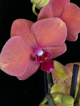 Načíst obrázek do prohlížeče Galerie, Phalaenopsis Surfsong
