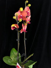Načíst obrázek do prohlížeče Galerie, Phalaenopsis Surfsong
