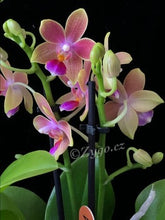 Načíst obrázek do prohlížeče Galerie, Phalaenopsis mtf. Morning Breeze Perfume
