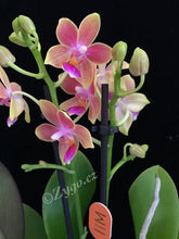 Načíst obrázek do prohlížeče Galerie, Phalaenopsis mtf. Morning Breeze Perfume
