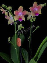 Načíst obrázek do prohlížeče Galerie, Phalaenopsis mtf. Morning Breeze Perfume
