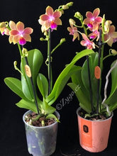 Načíst obrázek do prohlížeče Galerie, Phalaenopsis mtf. Morning Breeze Perfume
