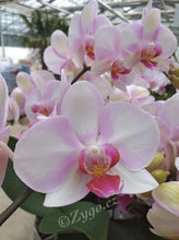 Lade das Bild in den Galerie-Viewer, Phalaenopsis Mein Monroe Make-up
