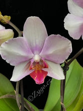 Lade das Bild in den Galerie-Viewer, Phalaenopsis Mein Monroe Make-up
