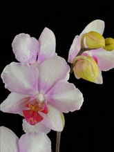 Lade das Bild in den Galerie-Viewer, Phalaenopsis Mein Monroe Make-up
