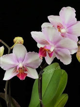 Lade das Bild in den Galerie-Viewer, Phalaenopsis Mein Monroe Make-up
