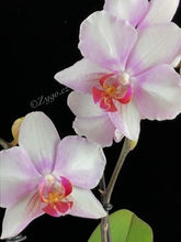 Lade das Bild in den Galerie-Viewer, Phalaenopsis Mein Monroe Make-up
