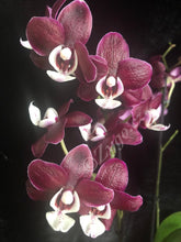 Lade das Bild in den Galerie-Viewer, Phalaenopsis Black Widow / KAODA TWINKLE SCHOKOLADENTROPFEN
