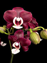 Lade das Bild in den Galerie-Viewer, Phalaenopsis Black Widow / KAODA TWINKLE SCHOKOLADENTROPFEN
