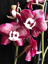 Lade das Bild in den Galerie-Viewer, Phalaenopsis Black Widow / KAODA TWINKLE SCHOKOLADENTROPFEN
