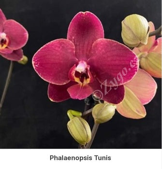 Phalaenopsis Tunisia / Ola SLEVA!