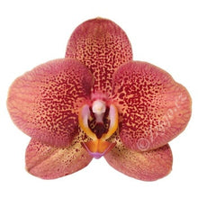 Lade das Bild in den Galerie-Viewer, Phalaenopsis Toulon, Asiatischer Drache RABATT
